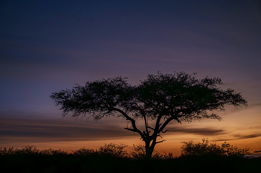 Silhouetted tree setagainst sunrise, Maasai Mara Game Reserve, Kenya, Africa