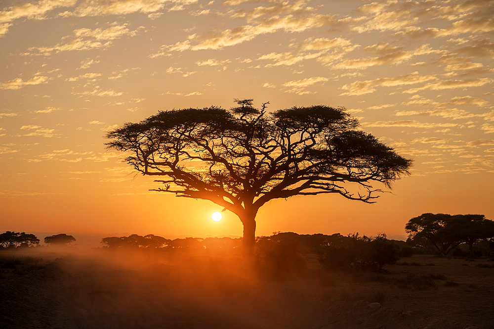 Sunrise with silhoutted tree, Amboseli National Park, Kenya, Africa