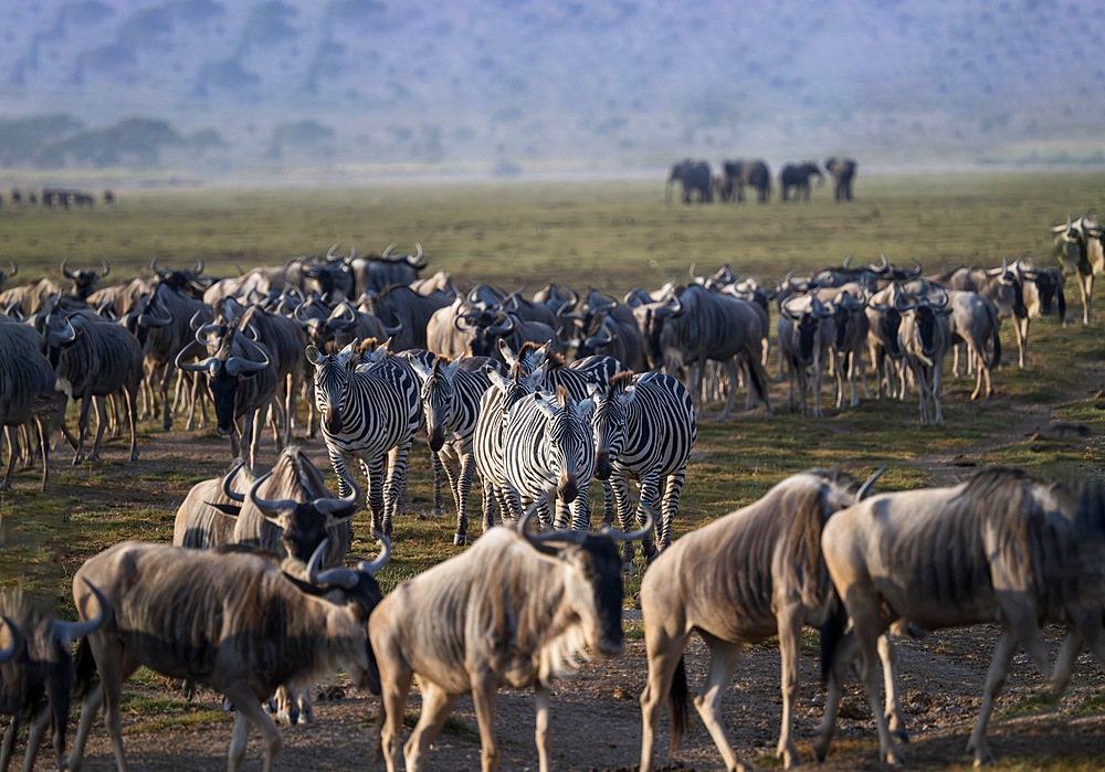 Wildebeests and zebras on the move across the dusty landscape of Amboseli National Park, Kenya, East Africa, Africa