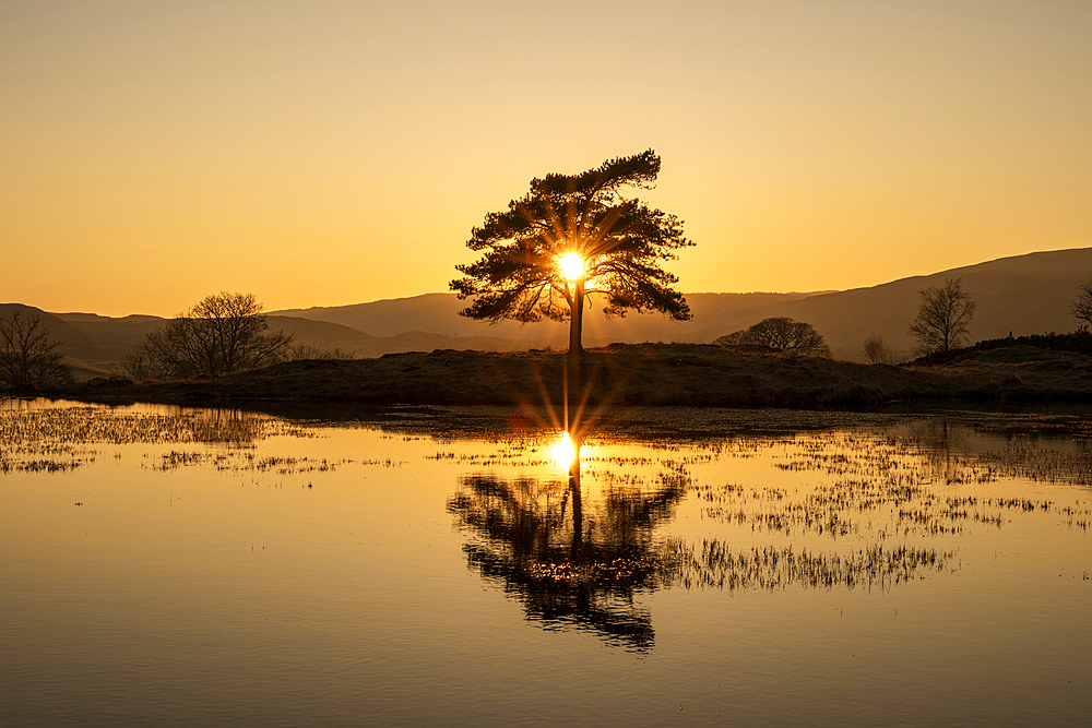 Kelly Hall Tarn with lone tree at sunset, Lake District National Park, Cumbria