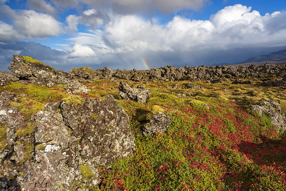 Rainbow over Icelandic autumn flora and moss covered lava field, Thingvellir National Park, UNESCO World Heritage Site, South Western Iceland, Iceland, Polar Regions