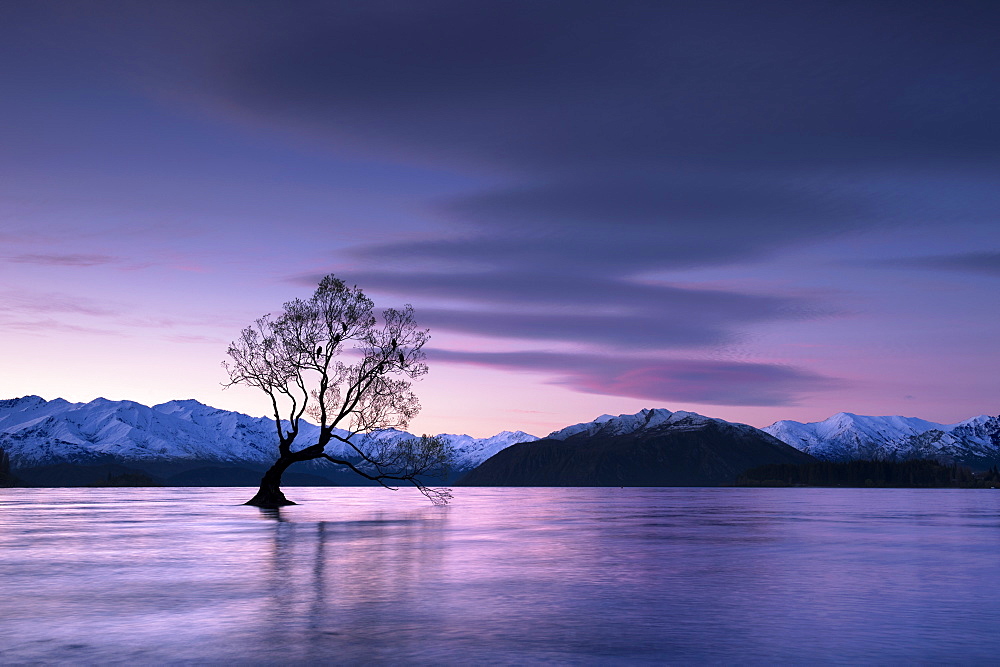 The Wanaka Tree at sunset backed by snow capped mountains, Wanaka, Otago, South Island, New Zealand, Pacific