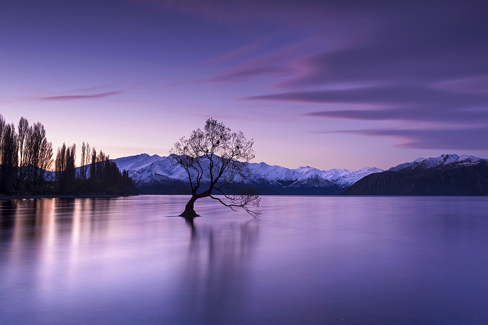 The Wanaka Tree at sunset backed by snow capped mountains, Wanaka, Otago, South Island, New Zealand, Pacific