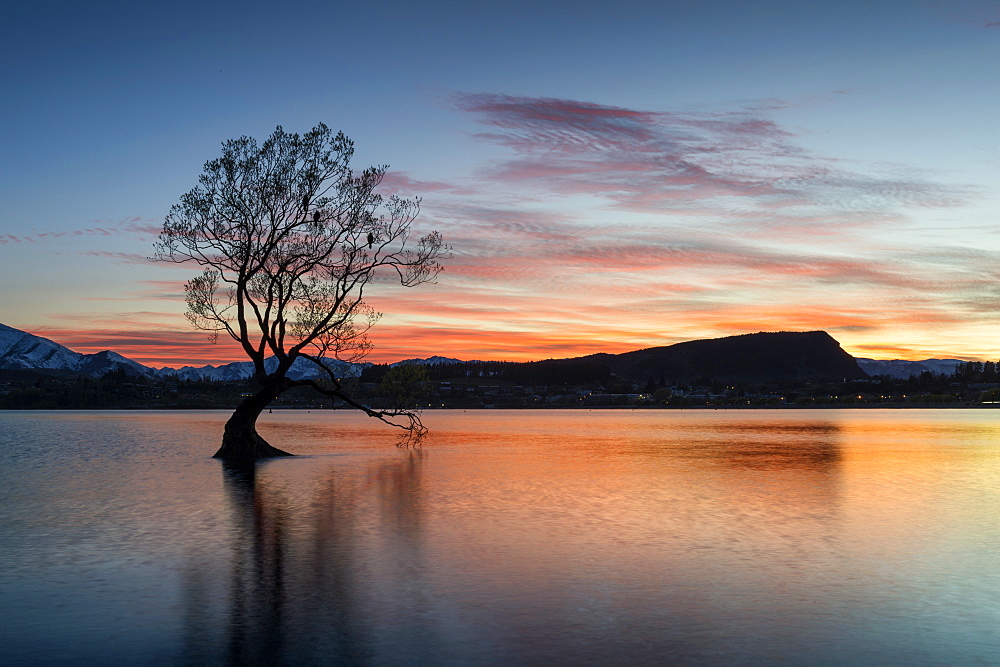 The Wanaka Tree with dramatic sky at sunrise, Lake Wanaka, Otago, South Island, New Zealand, Pacific