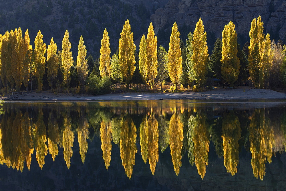 A row of poplar trees reflected in autumnal colours, San Carlos de Bariloche, Patagonia, Argentina, South America