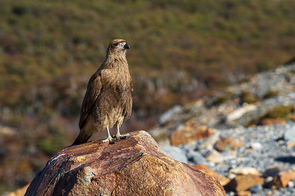 Chimango at El Chalten, Santa Cruz Province, Patagonia, Argentina, South America