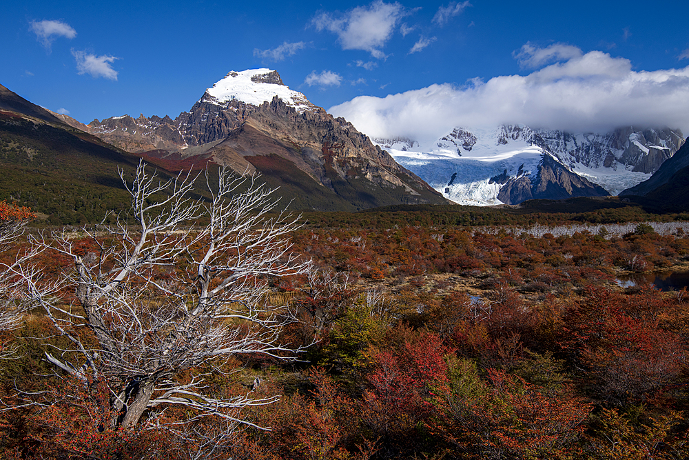 Autumn colours on the way to Mount Fitz Roy, El Chalten, Santa Cruz province, Argentina, South America