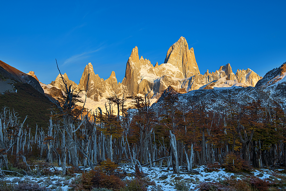 Mount Fitz Roy with forest in autumn, El Chalten, Los Glaciares National Park, UNESCO World Heritage Site, Patagonia, Argentina, South America