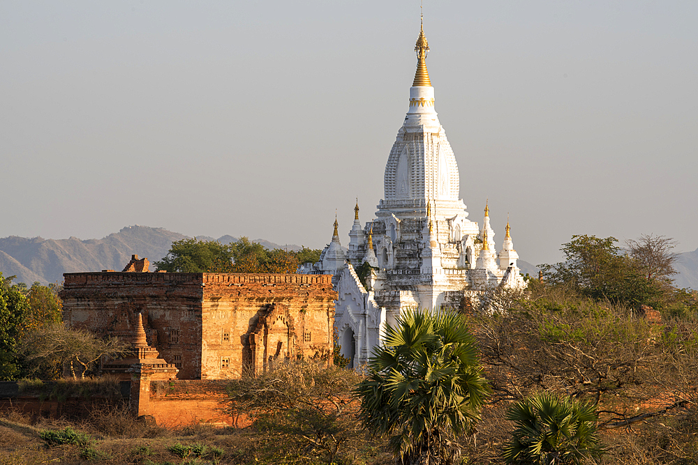 Stupas in afternoon light, Bagan (Pagan), Myanmar (Burma), Asia