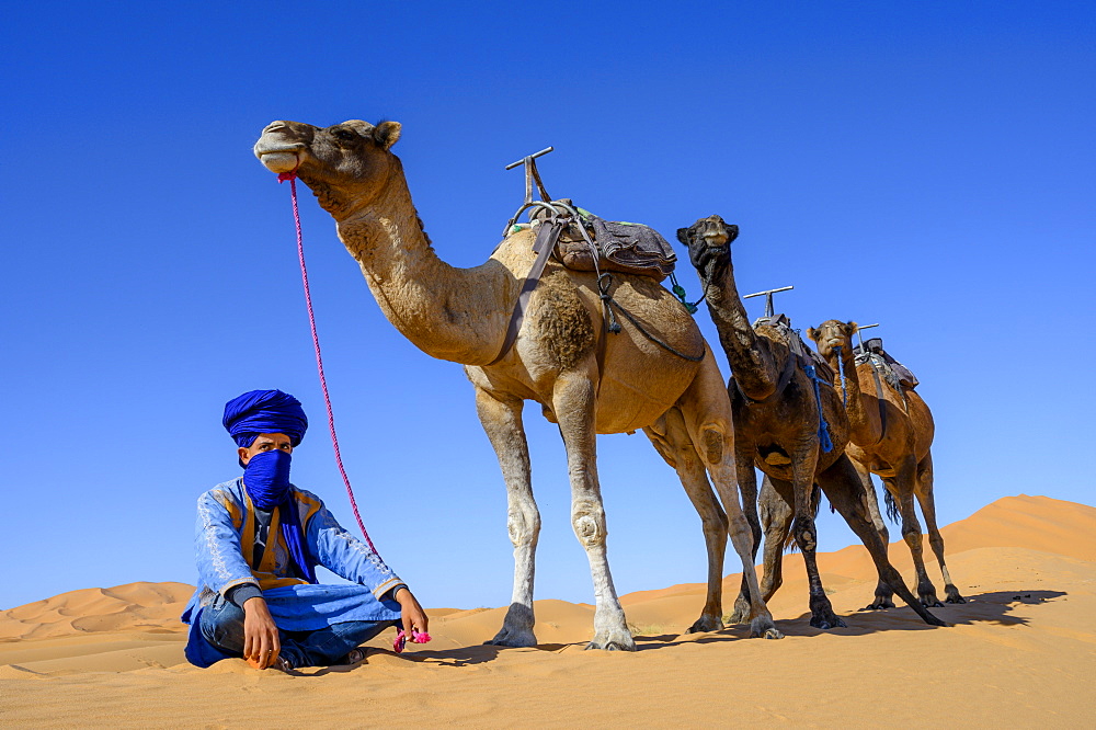 Berber and Camels, Sahara Desert, Morocco, North Africa, Africa