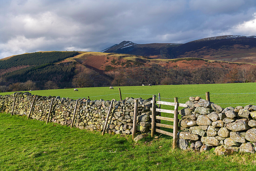 Dry stone wall and grazing sheep, Lake District National Park, UNESCO World Heritage Site, Cumbria, England, United Kingdom, Europe