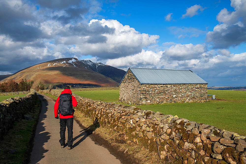 Walker on road leading to Blencathra, Lake District National Park, UNESCO World Heritage Site, Cumbria, England, United Kingdom, Europe