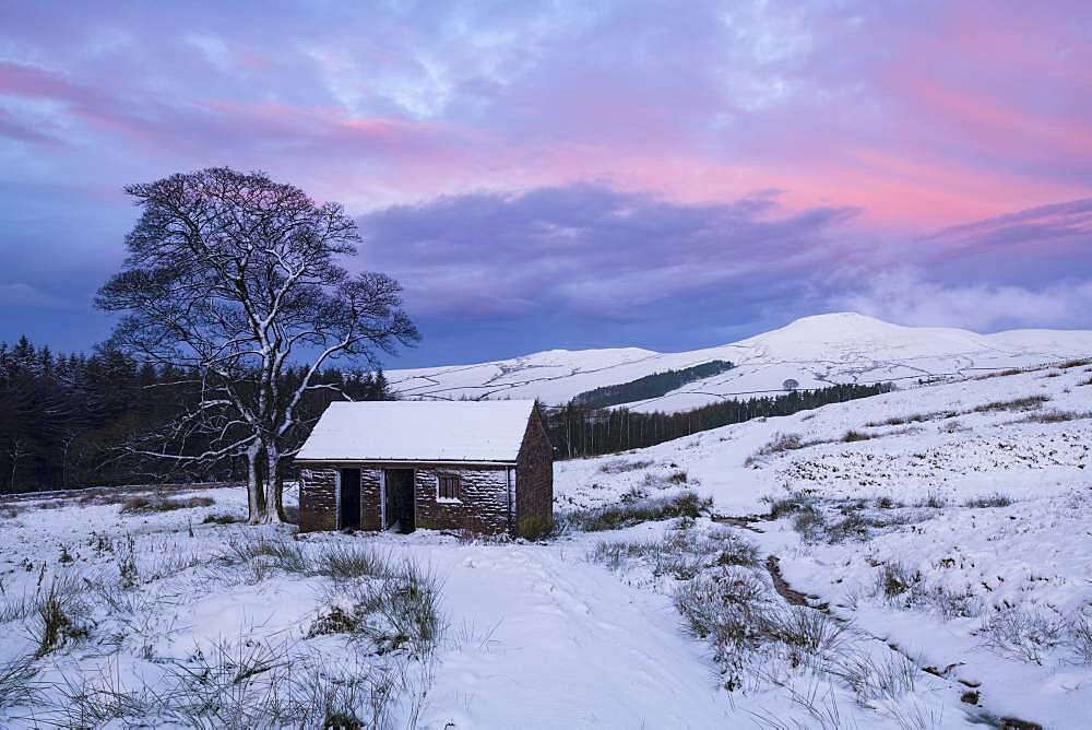 Stone Barn and Footpath leading to the Peak of Shutlingsloe in winter, near Wildboarclough, Peak District National Park, Cheshire, England, United Kingdom, Europe