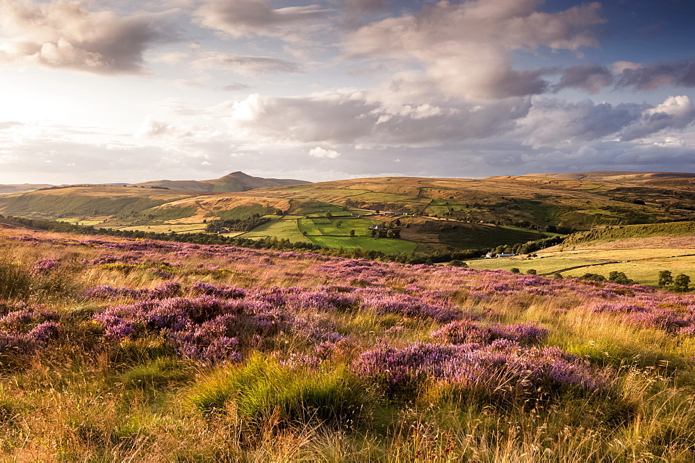 Field of Heather below Shutlinsloe, Wildboarclough, Cheshire, England, United Kingdom, Europe