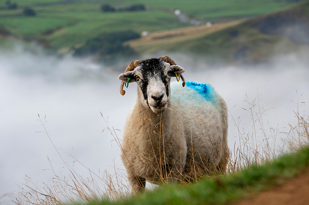 Sheep on Mam Tor with rolling mist in Edale Valley, Derbyshire, England, United Kingdom, Europe