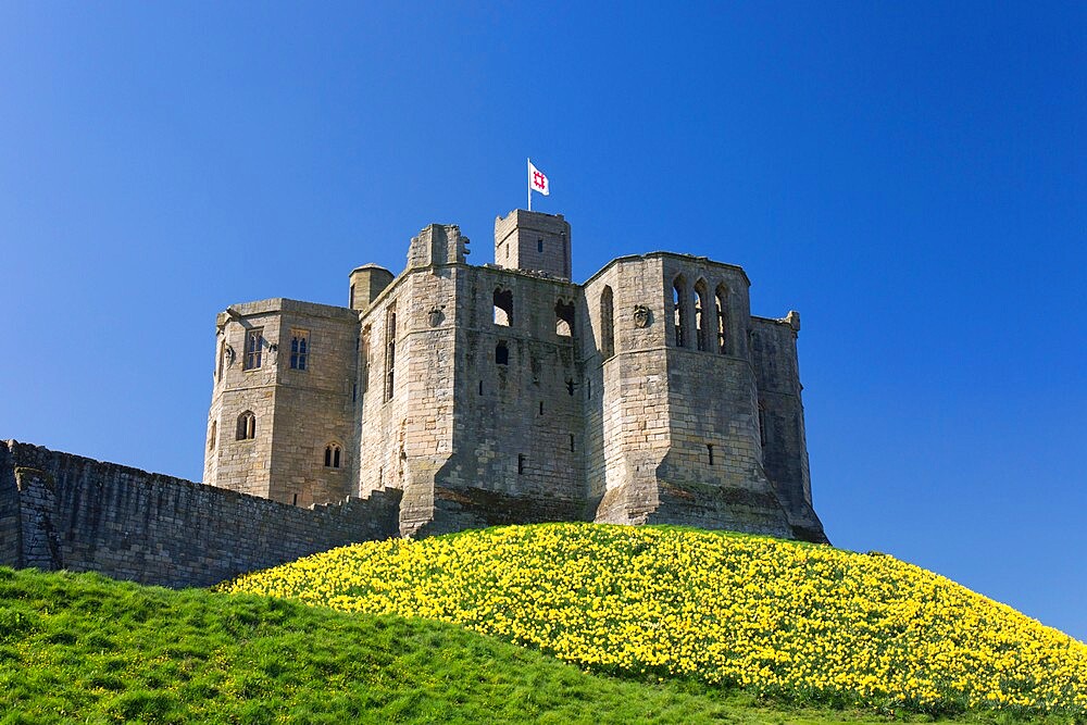 The Great Tower of Warkworth Castle, spring, carpet of golden daffodils on hillside, Warkworth, Northumberland, England, United Kingdom, Europe