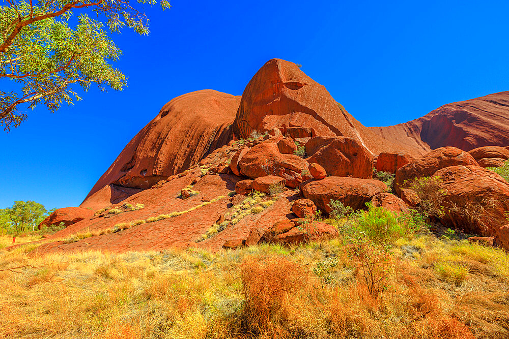 Central Australian landscape with bush vegetation along Lungkata walk connecting Kuniya walk to Mala carpark of Ayers Rock in Uluru-Kata Tjuta National Park, UNESCO World Heritage Site, Northern Territory, Australia, Pacific