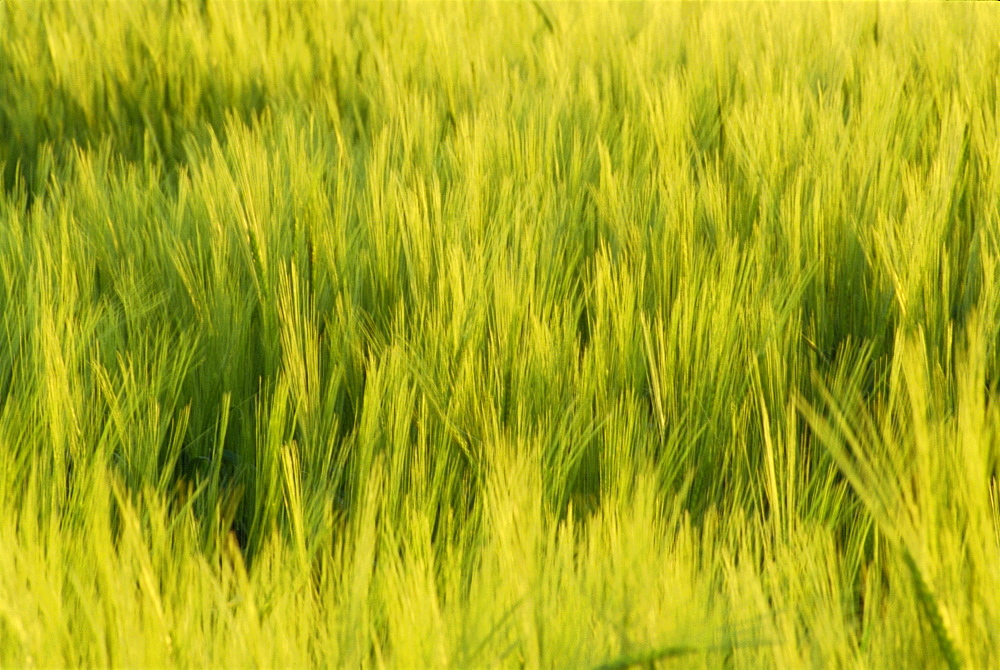 Abstract close-up of young wheat crop