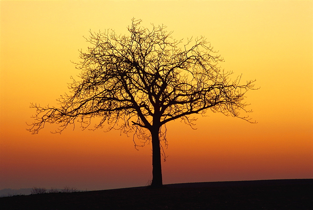 Bare tree silhouetted at dawn, Dordogne, France, Europe