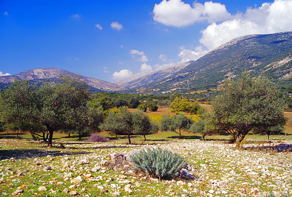 Olive groves, Cephalonia, Ionian Islands, Greece, Europe