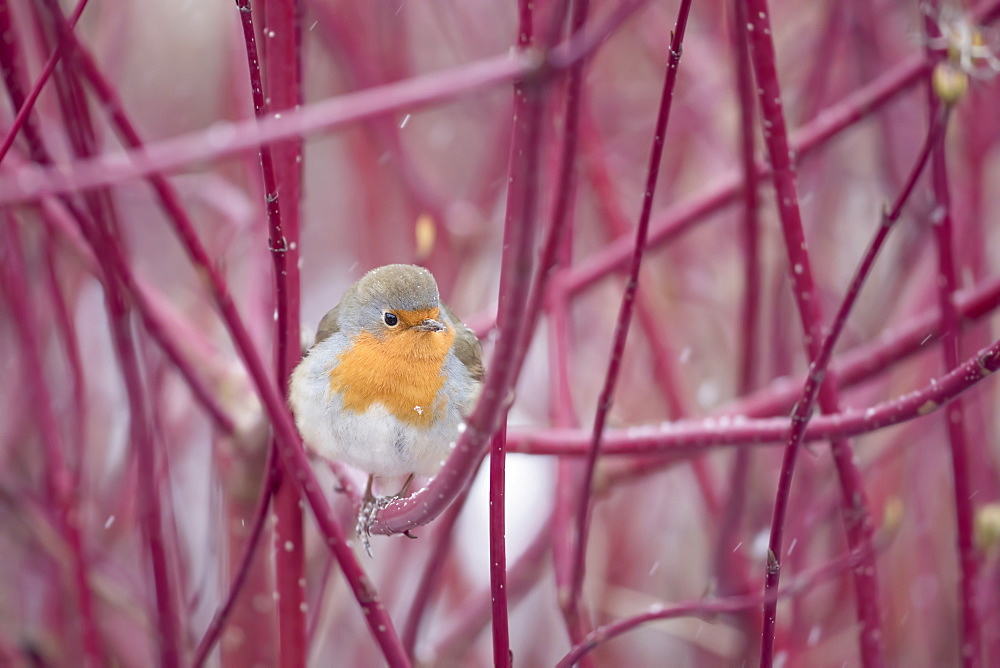 A plump European robin (Erithacus rubecula) forages in a colourful patch of dogwood one winter's morning in Richmond Park, Richmond, Greater London, England, United Kingdom, Europe