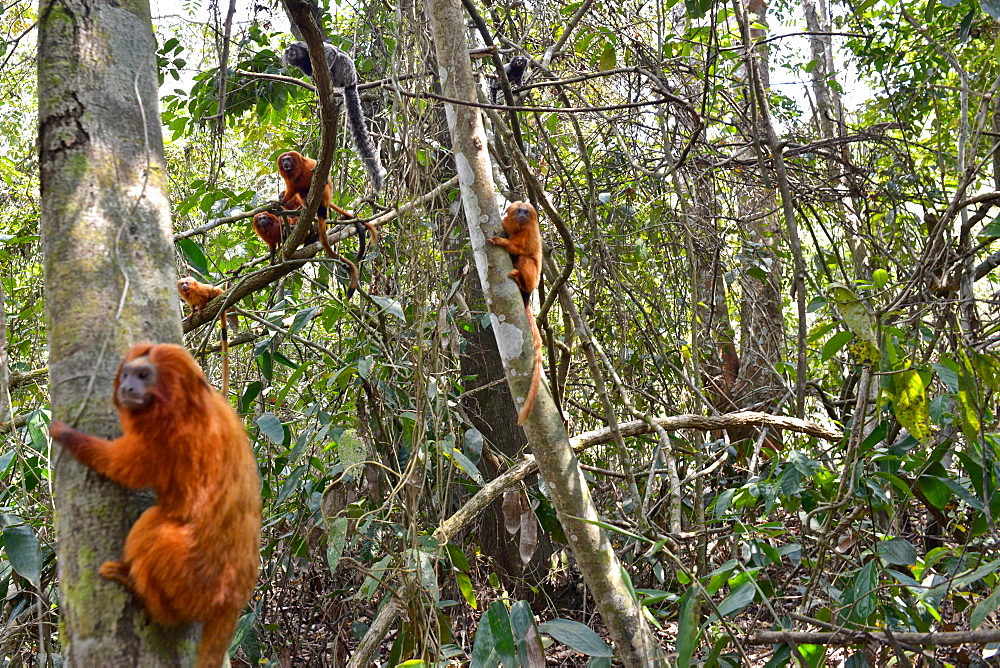 Golden Lion Tamarin (Leontopithecus rosalia) endangered species, Atlantic Forest, Rio De Janeiro, Brazil