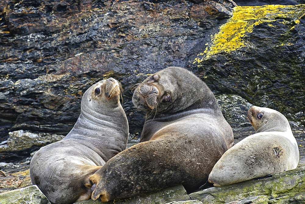 South American Fur Seal (Arctocephalus australis) Isla de Los Estados (Staten Island), Tierra del Fuego, Argentina