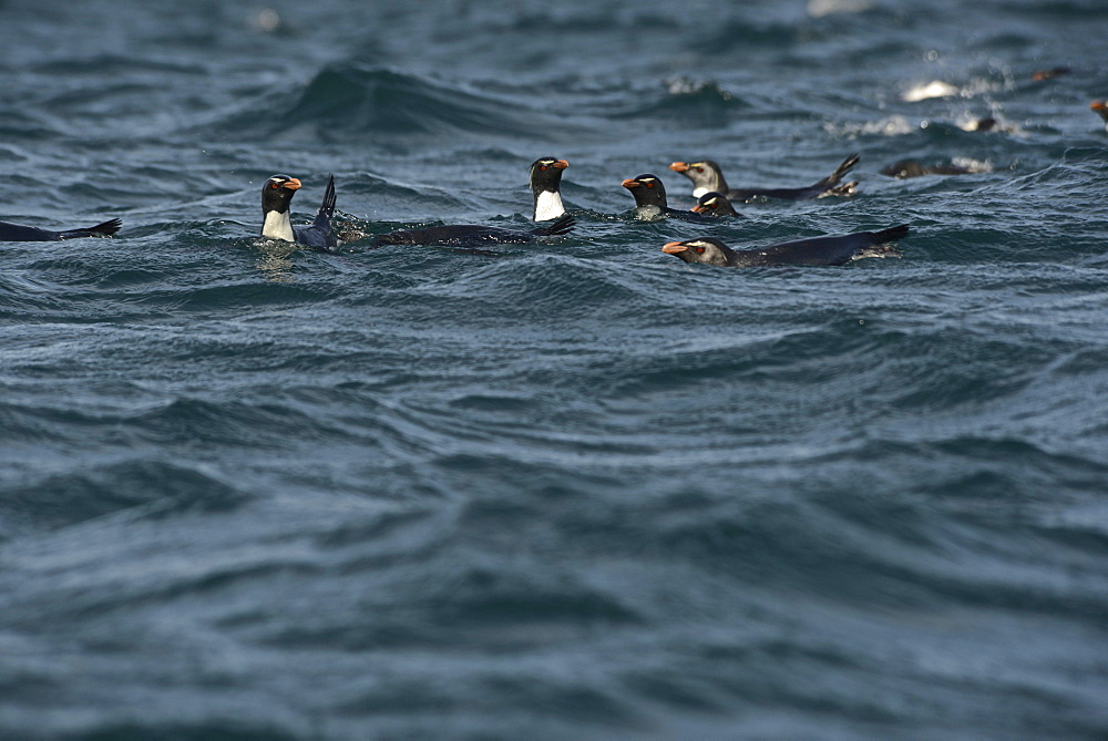 RockHopper Penguins (Eudyptes chrysocome) Isla de Los Estados (Staten Island), an Ecological and Historical Reserve has been off limits to tourism since 1923