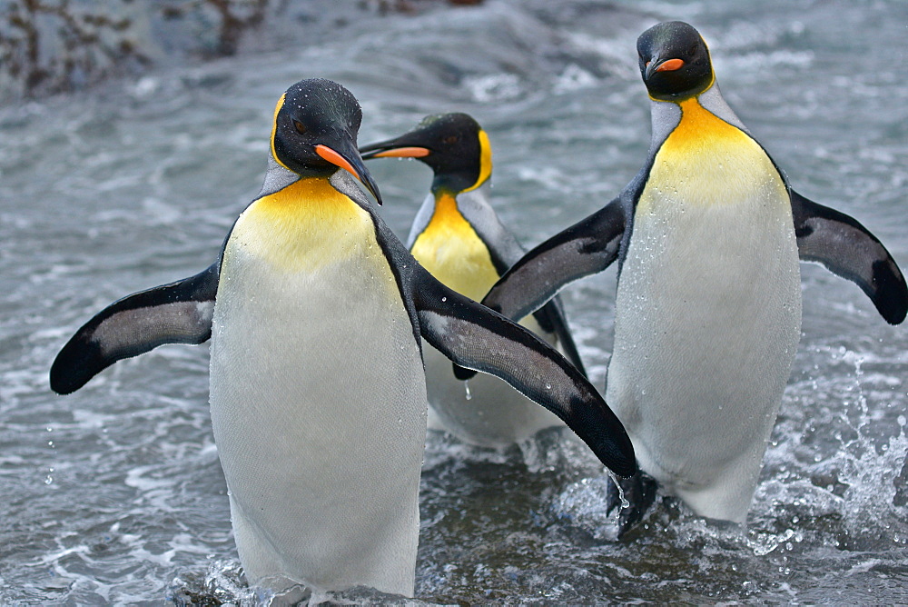 King Penguins (Aptenodytes patagonicus)