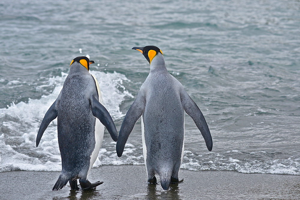 King Penguins (Aptenodytes patagonicus)