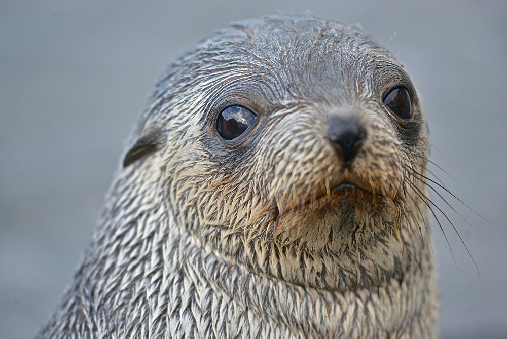 Antarctic Fur Seals (Arctocephalus gazella) in Right Whale Bay, South Georgia Island