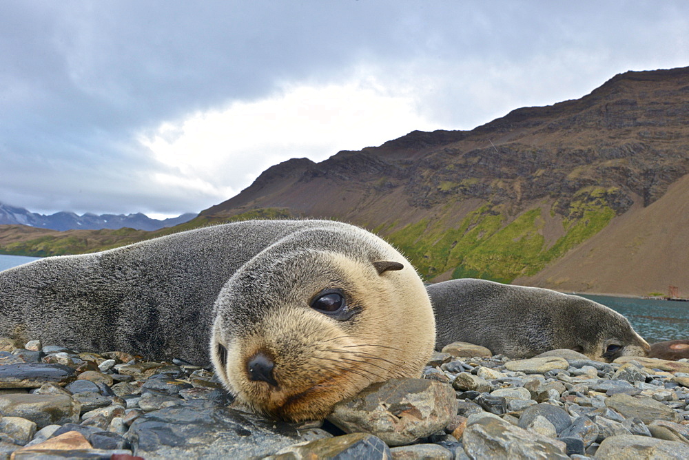 Antarctic fur seal (Arctocephalus gazella), Stromness Bay in South Georgia