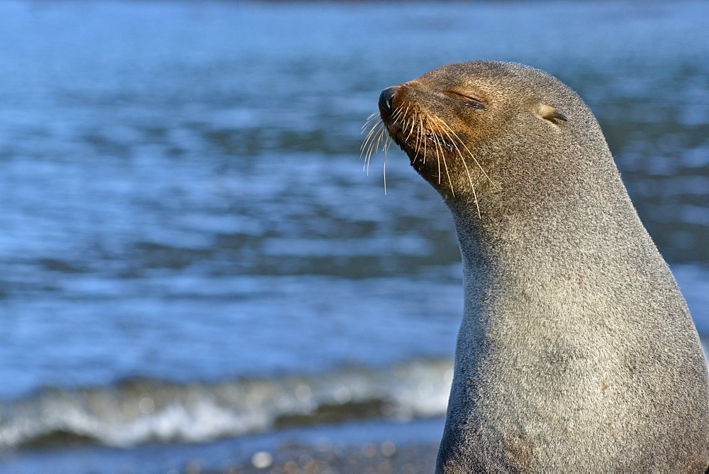 Antarctic fur seal (Arctocephalus gazella), Stromness Bay in South Georgia