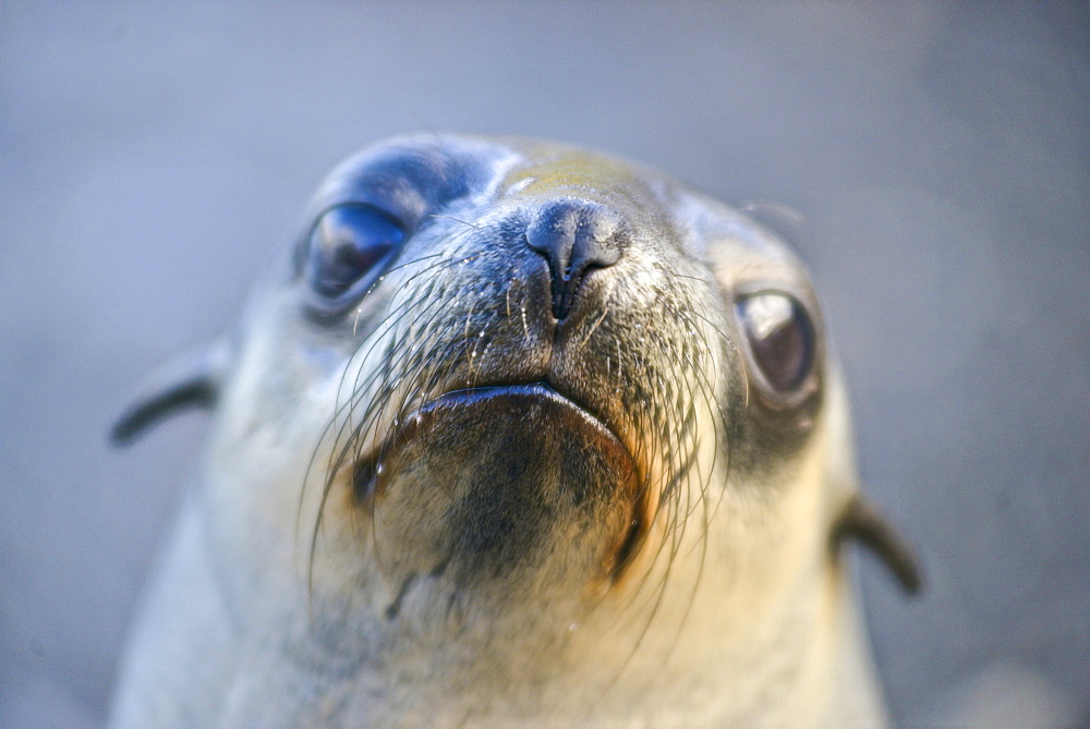 Antarctic fur seal (Arctocephalus gazella), Stromness Bay in South Georgia