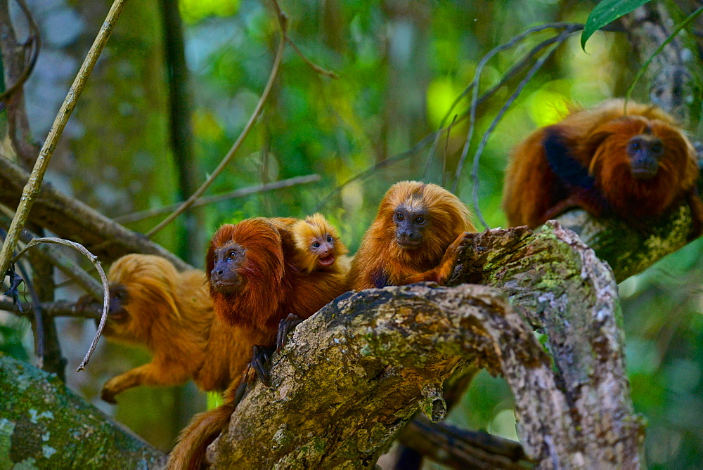 Golden Lion Tamarin (Leontopithecus rosalia) endangered species, Atlantic Forest, Rio De Janeiro, Brazil