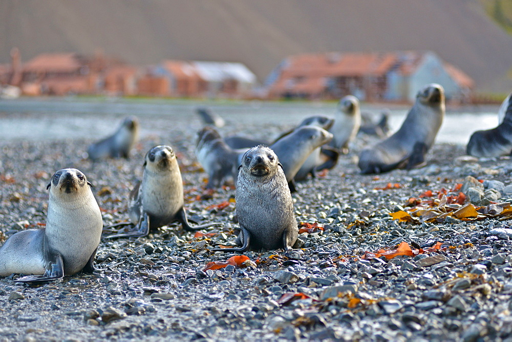 Antarctic fur seal (Arctocephalus gazella), Stromness Bay in South Georgia