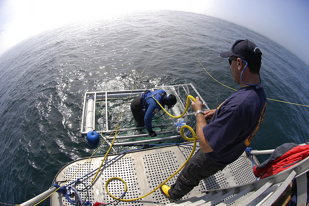 Farallon Islands, Great white shark diving paradise, San Francisco, California, United States of America