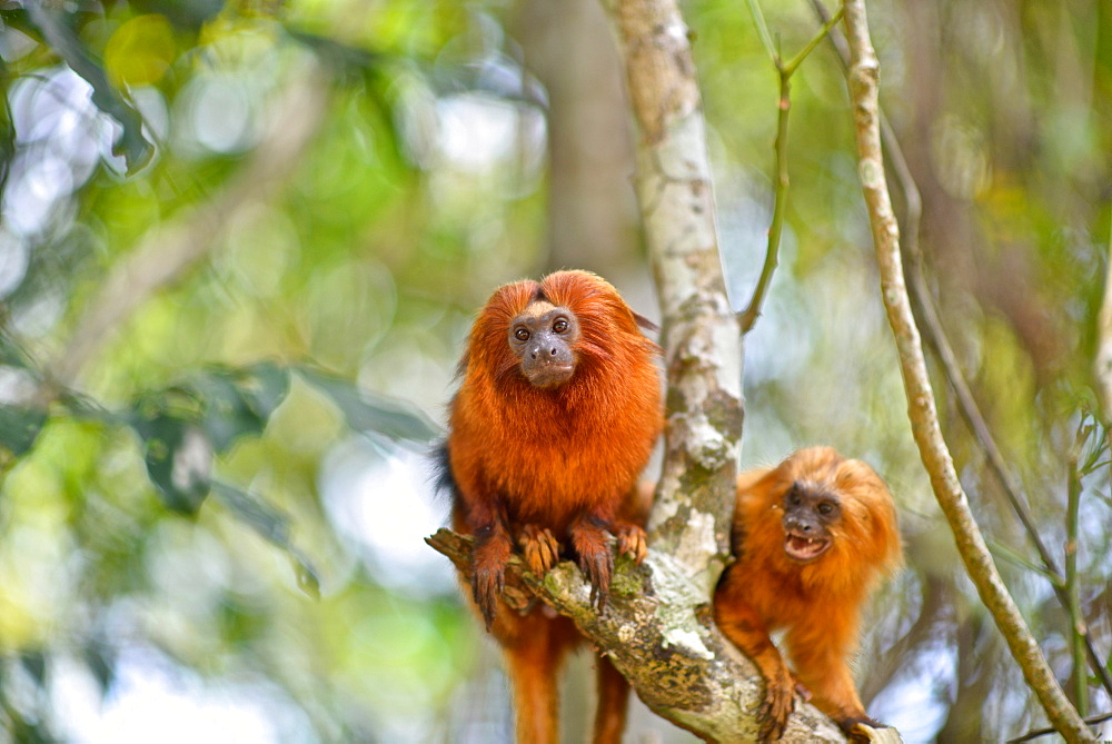 Golden Lion Tamarin (Leontopithecus rosalia) endangered species, Atlantic Forest, Rio De Janeiro, Brazil