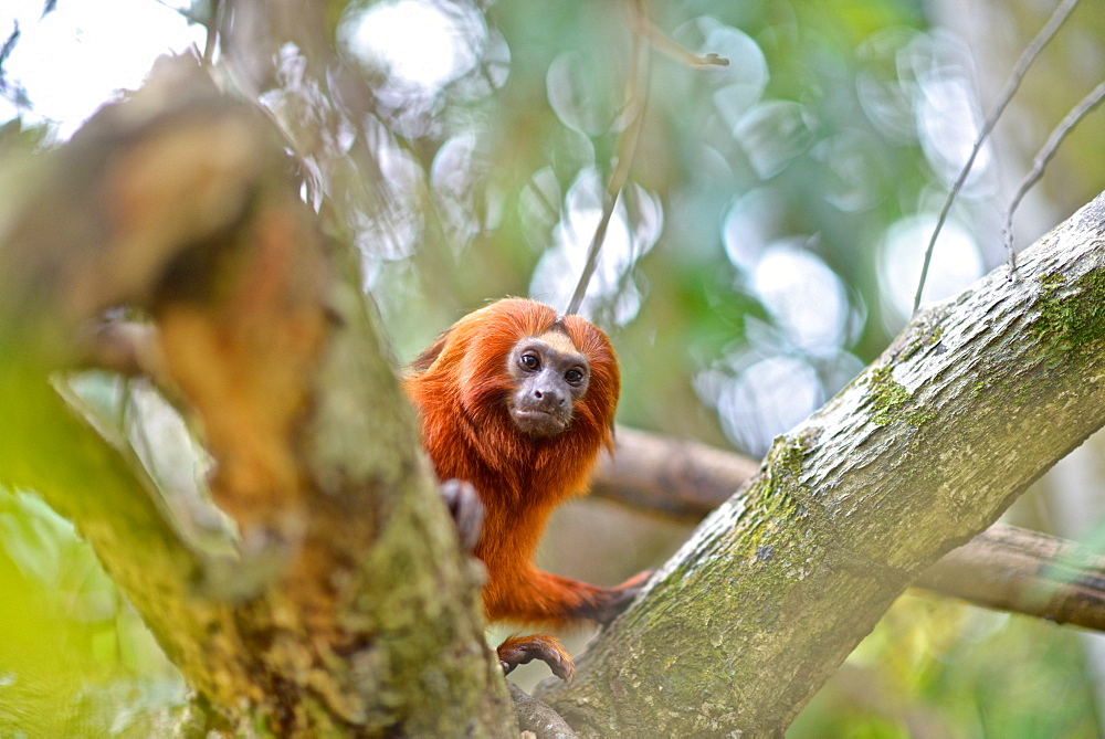 Golden Lion Tamarin (Leontopithecus rosalia) endangered species, Atlantic Forest, Rio De Janeiro, Brazil