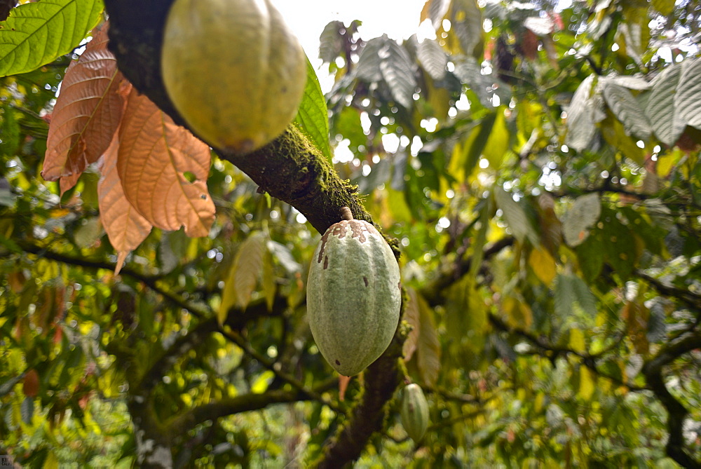 Cacao Plantation, Ilheus, São Jorge dos Ilhéus, Brazil