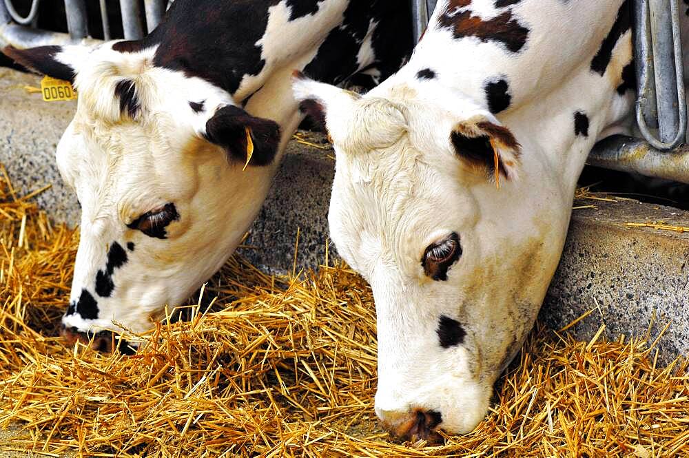 Normande cows.