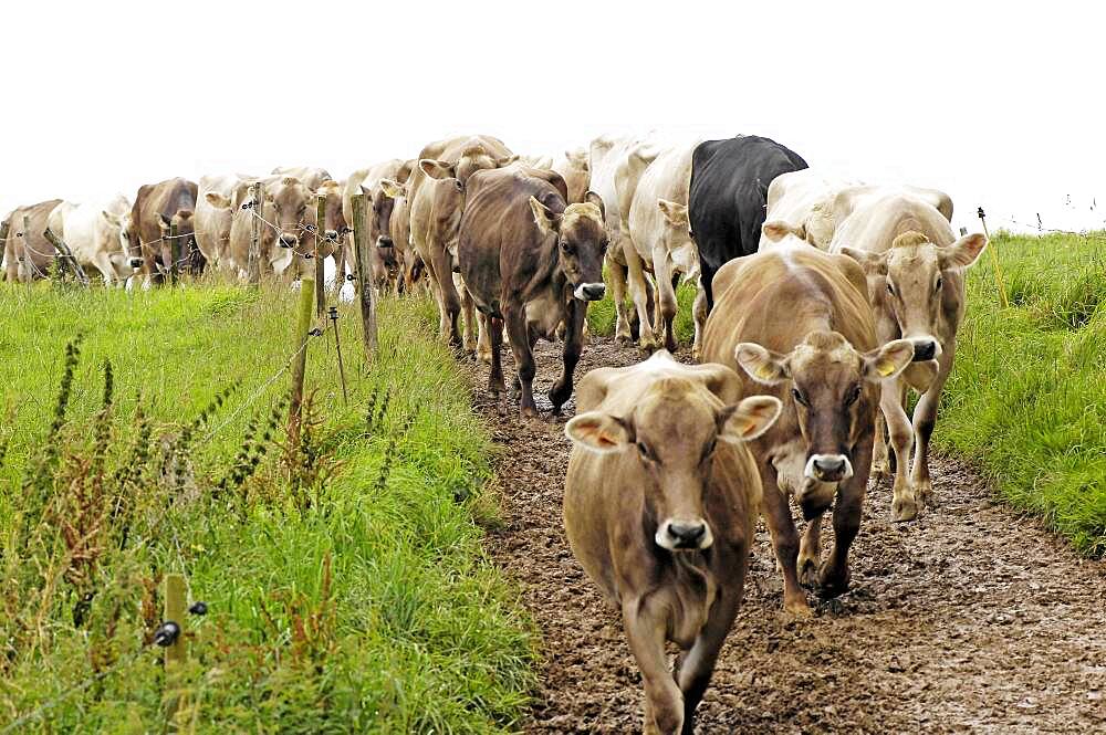 Brown dairy cows.