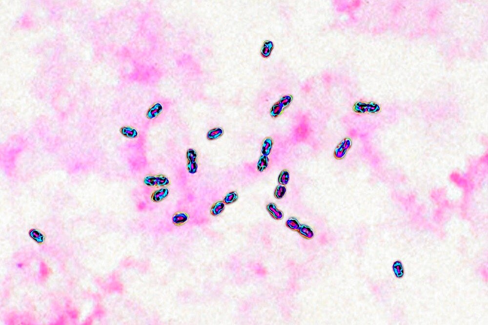 Pneumococcal bacteria