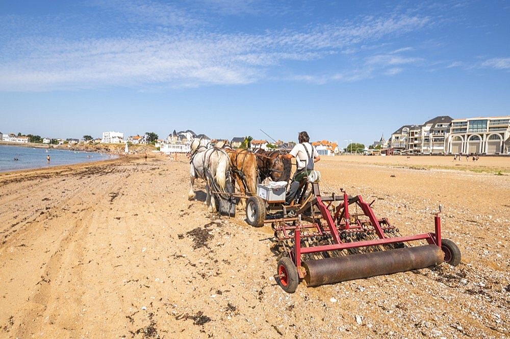 Cleaning of the beach with a horse and carriage.