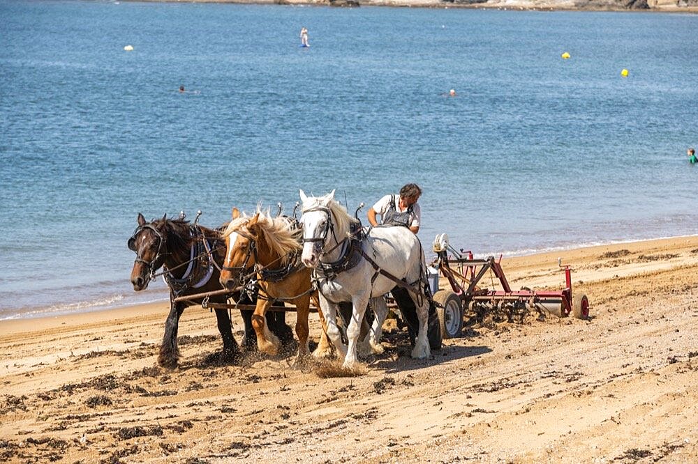 Cleaning of the beach with a horse and carriage.