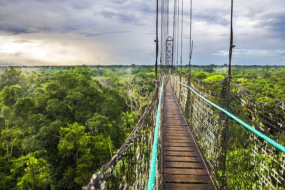 Jungle Canopy Walk in Amazon Rainforest at Sacha Lodge, Coca, Ecuador, South America