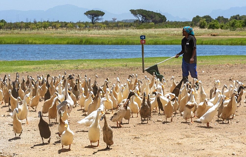 Faure near Stellenbosch, Western cape, South Africa. Indian Runner ducks being herded. They are used in the vines to control snails and pests and on parade for tourists.