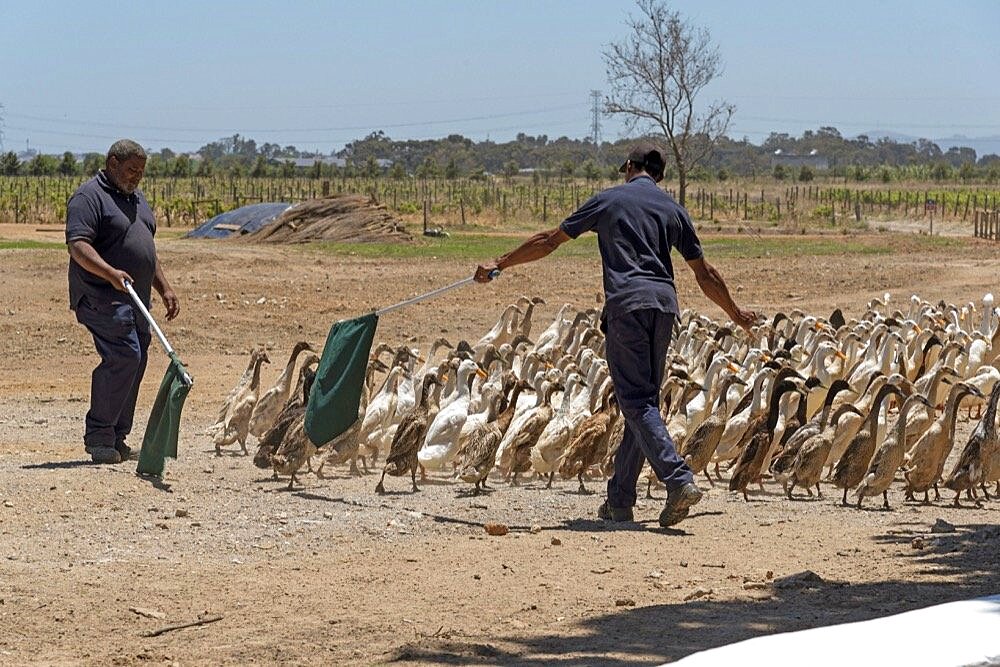 Faure near Stellenbosch, Western cape, South Africa. Indian Runner ducks being herded. They are used in the vines to control snails and pests and on parade for tourists.