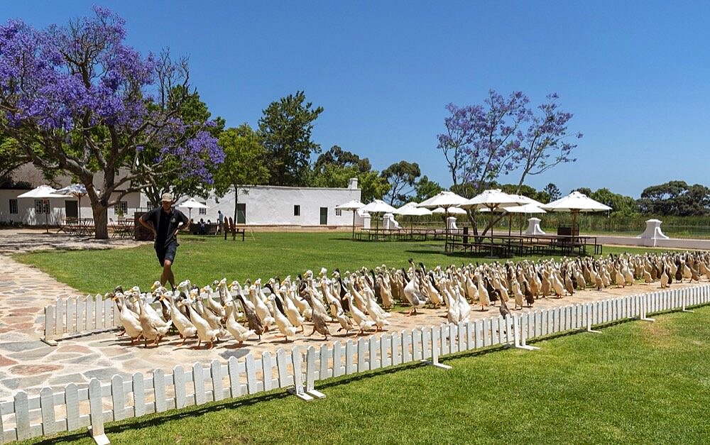 Faure, Stellenbosh, South Africa, The flock of Indian Runner ducks waddle past the homestead at Vergenoegt wine estate at Faure. Popular tourist attraction.