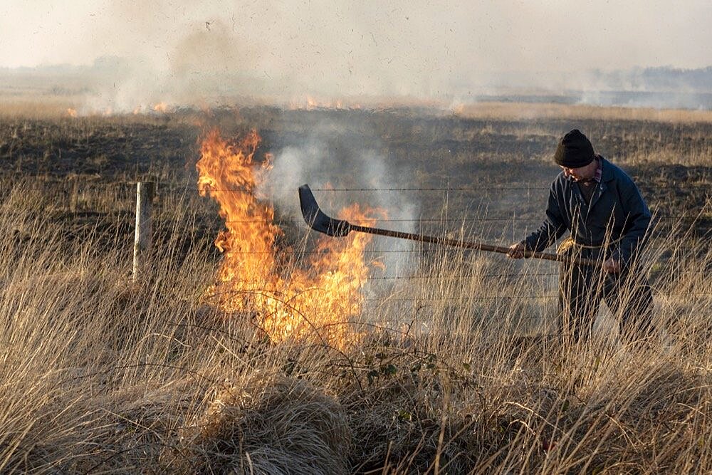 Bursdon Moor, Hartland, North Devon, England, UK, Man using a rubber fire beater tool at the annual burning of gorse and scrub